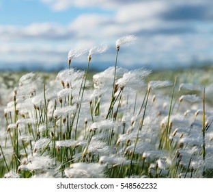 Plant Cotton Grass In The Wind  In  Siberian Tundra