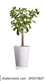  plant Crassula in a flower pot isolated on a white background