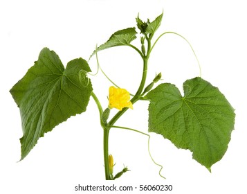 Plant Of Cucumber Isolated On White