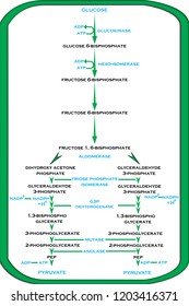 Plant Cycles - Process Of Glycolysis