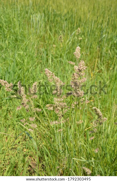 Plant Dactylis against\
green grass.In the meadow blooms valuable fodder grass Dactylis\
glomerata.Dactylis glomerata, also known as cock\'s foot, orchard\
grass, or cat grass.