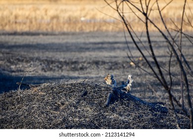 Plant Debris Left Over From A Vegetation Fire