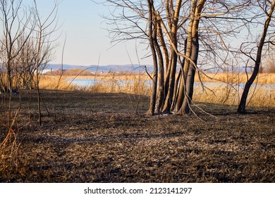 Plant Debris Left Over From A Vegetation Fire