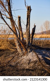 Plant Debris Left Over From A Vegetation Fire