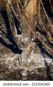 Plant Debris Left Over From A Vegetation Fire