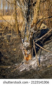 Plant Debris Left Over From A Vegetation Fire