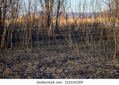 Plant Debris Left Over From A Vegetation Fire