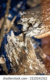 Plant Debris Left Over From A Vegetation Fire