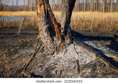 Plant Debris Left Over From A Vegetation Fire