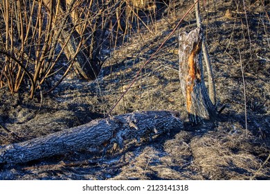 Plant Debris Left Over From A Vegetation Fire