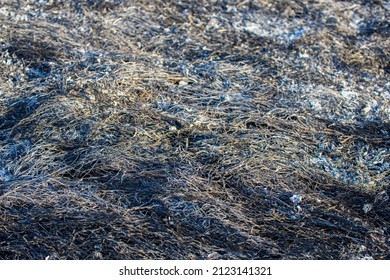 Plant Debris Left Over From A Vegetation Fire