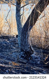 Plant Debris Left Over From A Vegetation Fire