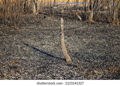 Plant Debris Left Over From A Vegetation Fire