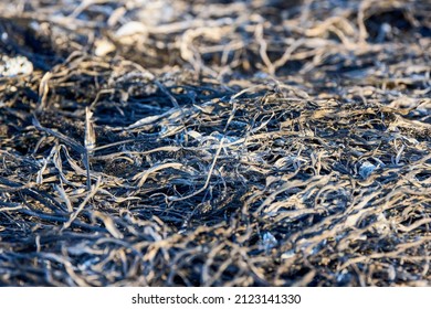 Plant Debris Left Over From A Vegetation Fire