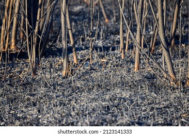 Plant Debris Left Over From A Vegetation Fire