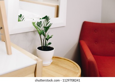 Plant as a decoration in interior design. Design of a living room or a hotel. Bright red armchair in the corner.