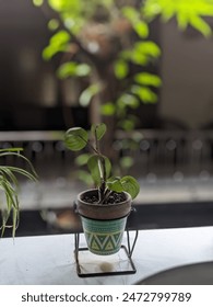 plant development ,a multiphasic process in which two distinct plant forms succeed each other in alternating generation .