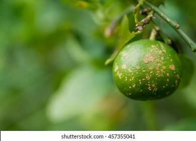 Plant Disease, Citrus Canker