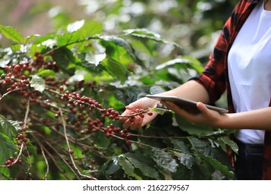 Plant Disease Of Coffee Bean In Farm With Technology.coffee Plantation.harvesting Robusta And Arabica Coffee Berries By Agriculturist Hands,Worker Harvest Arabica Coffee Berries On Its Branch.