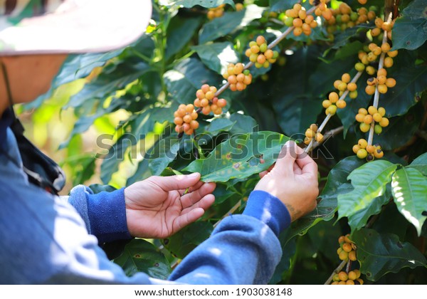 Plant disease of coffee leaf  in farm with\
Researcher.coffee plantation.harvesting Robusta and arabica  coffee\
berries by agriculturist hands,Worker Harvest arabica coffee\
berries on its branch.