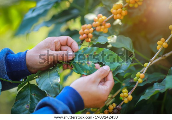 Plant disease of coffee leaf  in farm with\
Researcher.coffee plantation.harvesting Robusta and arabica  coffee\
berries by agriculturist hands,Worker Harvest arabica coffee\
berries on its branch.