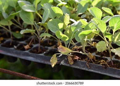 plant disease on vegetable seedling, greenhouse production - Powered by Shutterstock