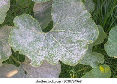 Plant disease powdery mildew, oidium on pumpkin leaves in autumn, the leaves of the vegetable plant are covered with a white coating of fungus