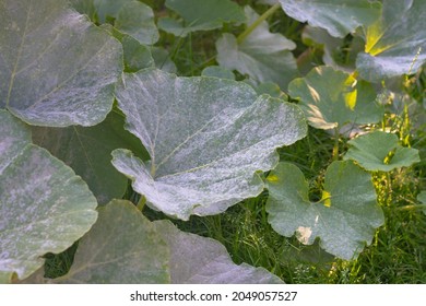 Plant disease powdery mildew, oidium on pumpkin leaves in autumn, the leaves of the vegetable plant are covered with a white coating of fungus.