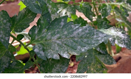 Plant Disease, Powdery Mildew On Tomato Leaf