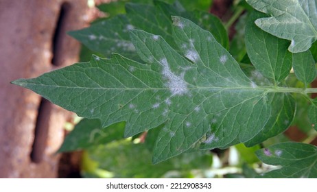 Plant Disease, Powdery Mildew On Tomato Leaf