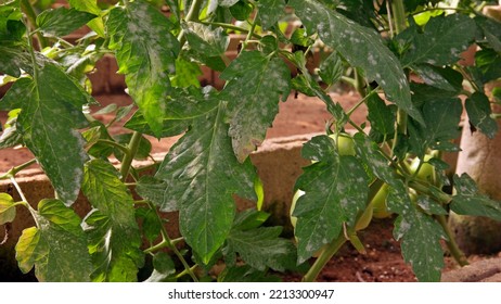 Plant Disease, Powdery Mildew On Tomato Leaf