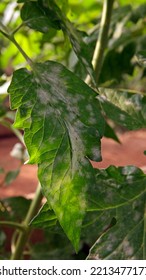 Plant Disease, Powdery Mildew On Tomato Leaf