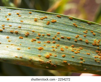 The Plant Disease 'rust'