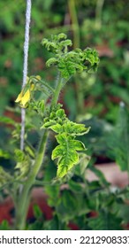 Plant Disease Symptom On Tomato From Viruses