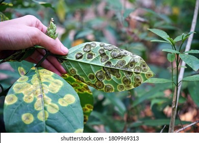 Plant Disease Symptom On Wild Plant Leaf