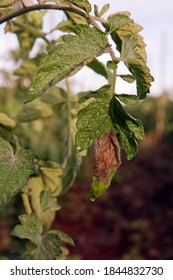 Plant Disease, Tomato Late Blight From Fungus