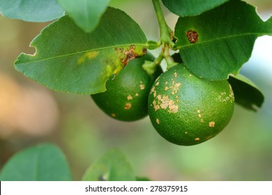 Plant Diseases, Citrus Canker