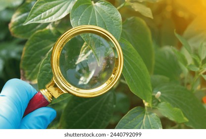 Plant diseases are conditions caused by pathogens such as fungi,bacteria,viruses,pests that adversely affect the health and growth of plants. Symptoms include wilting, discoloration, and deformities - Powered by Shutterstock