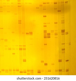 Plant DNA Fingerprint On Acrylamine Gel Electrophoresis Result