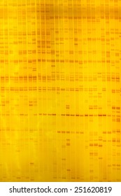 Plant DNA Fingerprint On Acrylamine Gel Electrophoresis Result