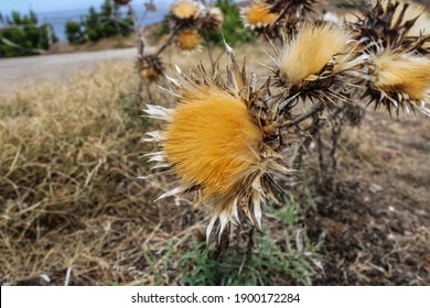 Coltsfoot Rock Images Stock Photos Vectors Shutterstock