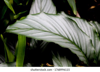 A Plant At The Edinburgh Royal Botanic Garden