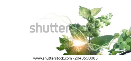 Plant and environment research, DNA, Gene therapy, Biology laboratory nature and science, Plants with biochemistry structure on white background. 