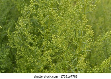 Plant Estragon Or Tarragon (Artemisia Dracunculus) 