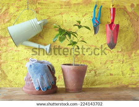 A plant in a flower pot with gardening tools, gardening concept