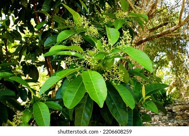 Plant Flower Tree Terrestrial Plant Fruit Flowering Plant