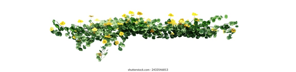 Plant and flower vine green ivy leaves tropic hanging, climbing isolated on white background - Powered by Shutterstock