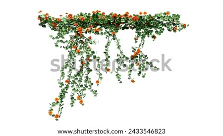 Plant and flower vine green ivy leaves tropic hanging, climbing isolated on white background