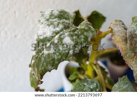plant in flowerpot leaves affected by fungal disease powdery mildew. diseased plant ornamental sunflower, care and treatment viral, fungal diseases indoor plants. yellowed leaves with white coating