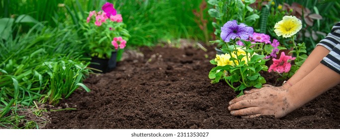 Plant flowers in the garden. Selective focus. nature. - Powered by Shutterstock